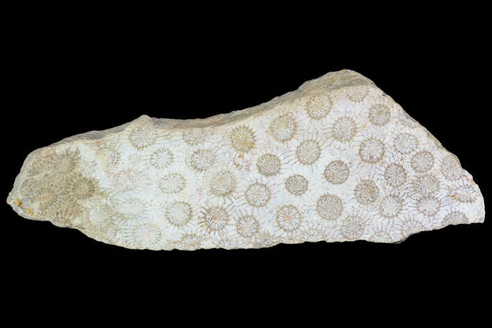 Polished, Fossil Coral Section - Indonesia #109135